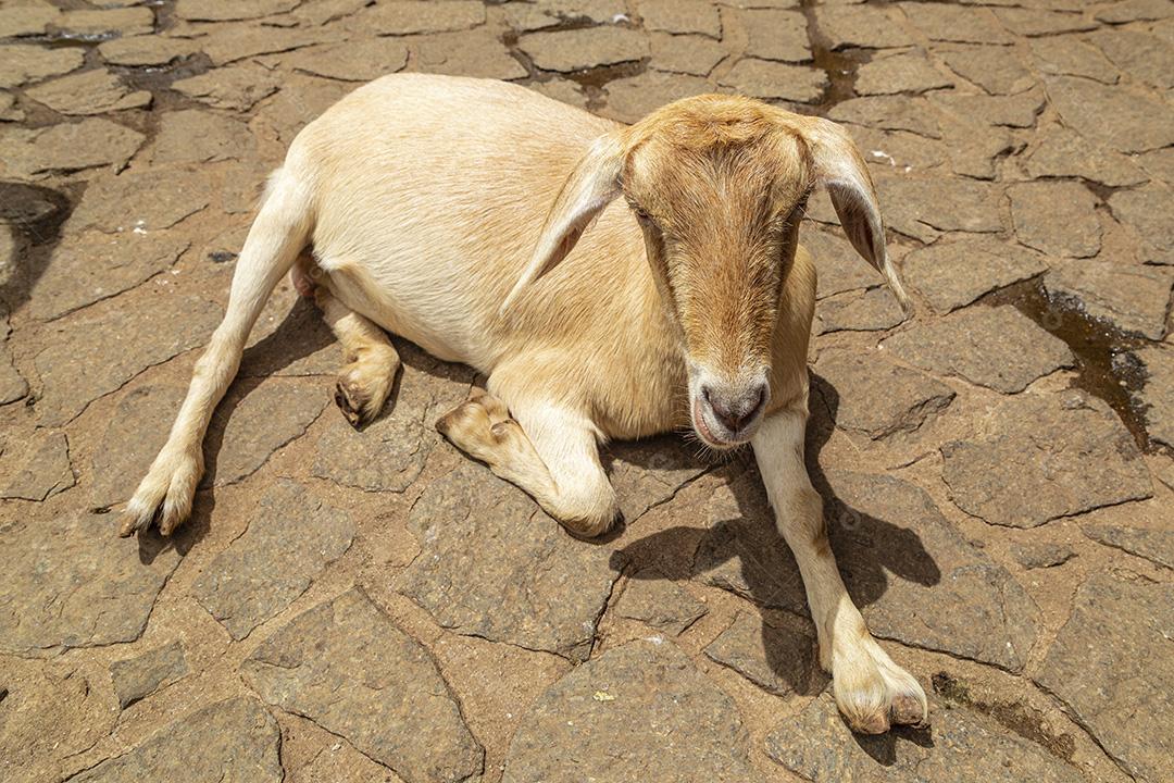 Fotos Cabra solta na fazenda, vagando livremente pela área
