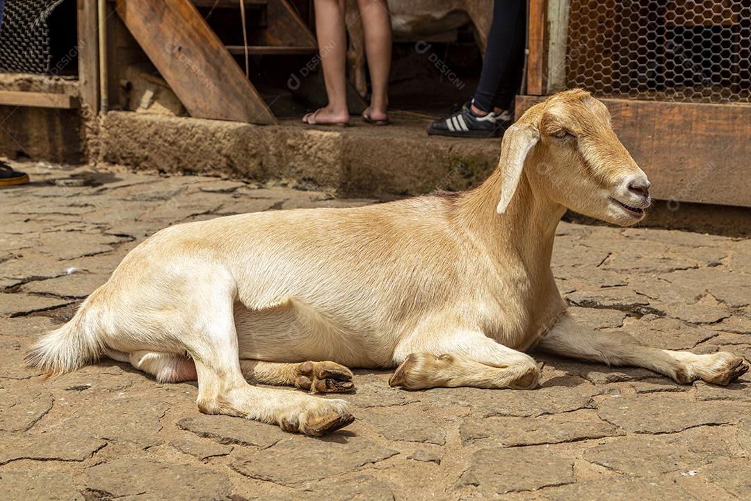 Fotos Cabra solta na fazenda, vagando livremente pela área
