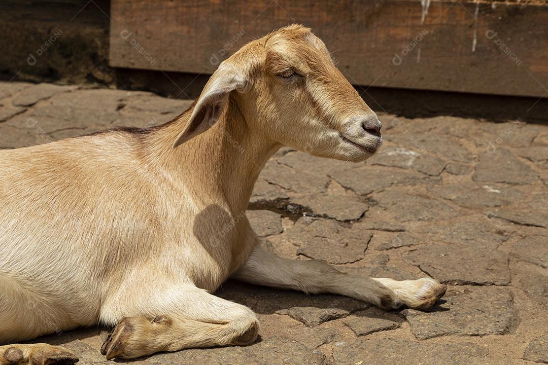 Fotos Cabra solta na fazenda, vagando livremente pela área