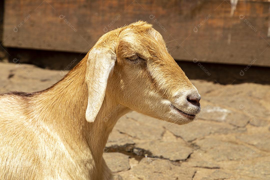 Fotos Cabra solta na fazenda, vagando livremente pela área