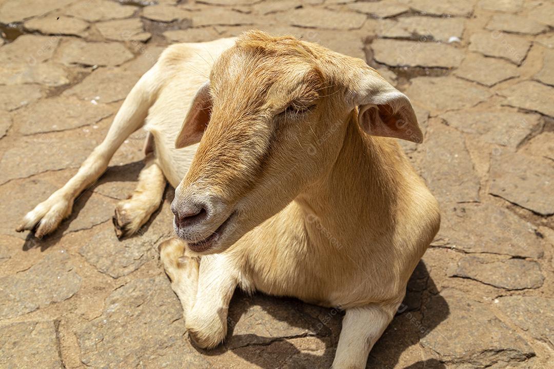 Fotos Cabra solta na fazenda, vagando livremente pela área