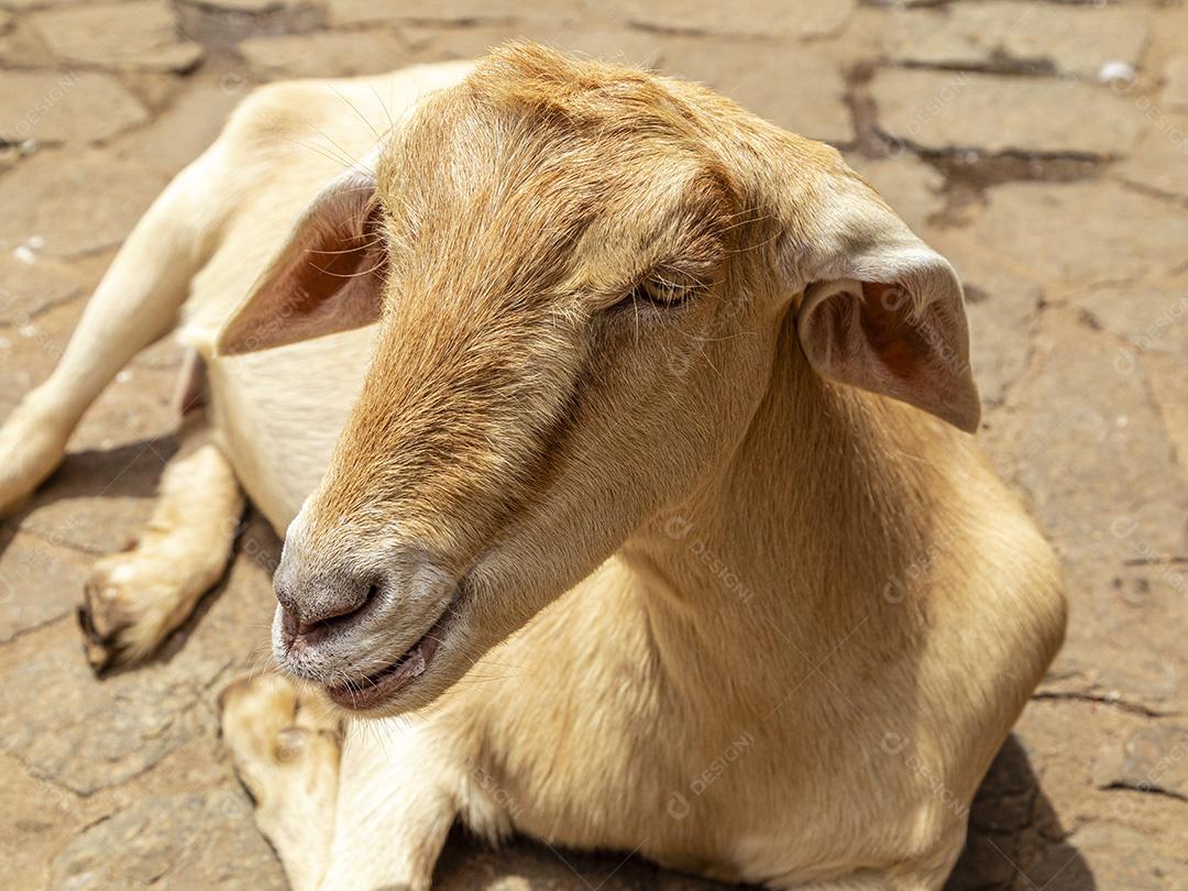 Fotos Cabra solta na fazenda, vagando livremente pela área