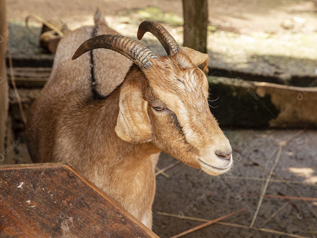 Fotos Cabra solta na fazenda, vagando livremente pela área