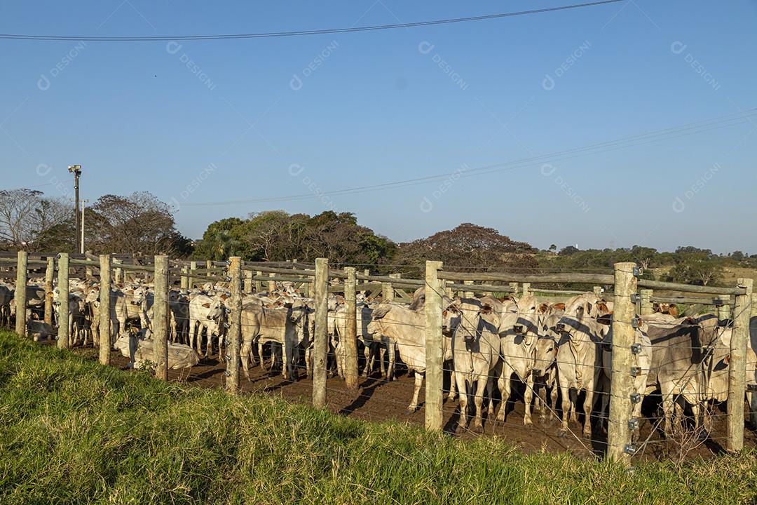 Gado em confinamento, bois, vacas, dia ensolarado Imagem JPG