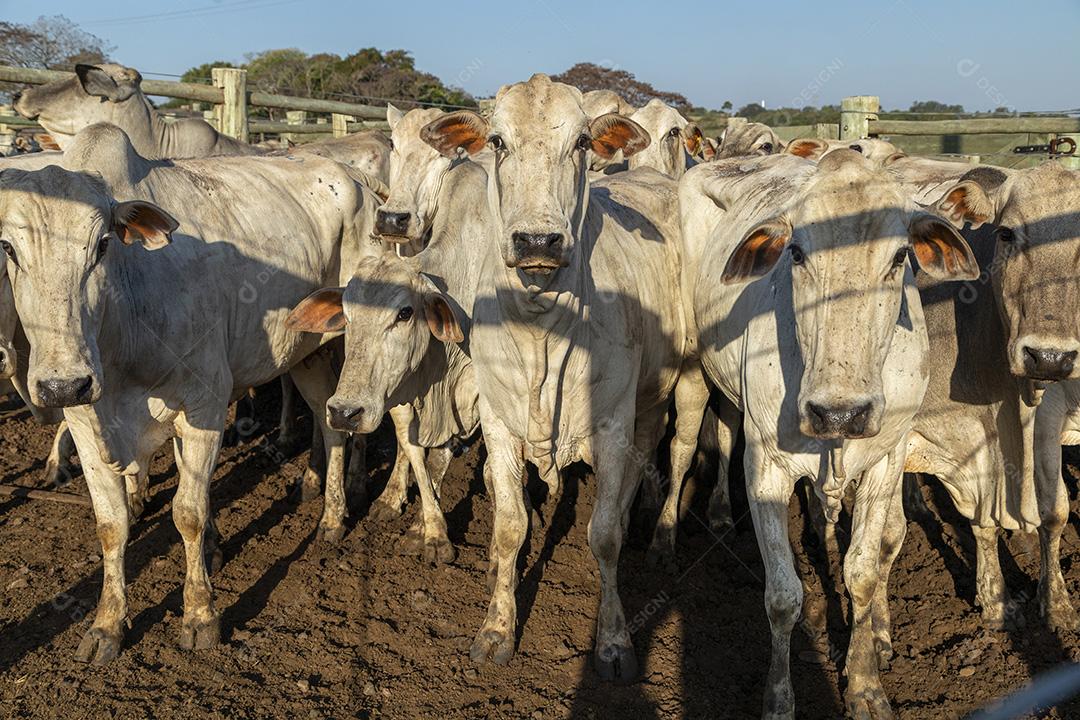 Gado em confinamento, bois, vacas, dia ensolarado Imagem JPG