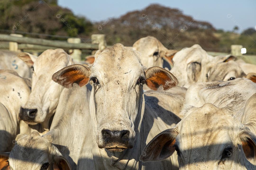 Gado em confinamento, bois, vacas, dia ensolarado Imagem JPG