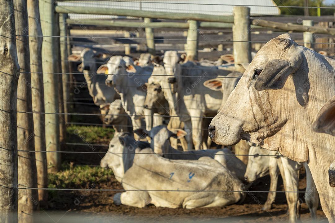 Gado em confinamento, bois, vacas, dia ensolarado Imagem JPG