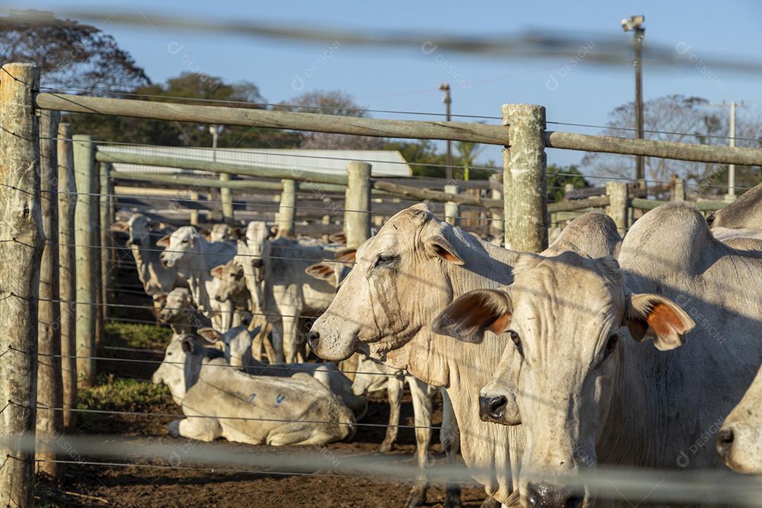 Gado em confinamento, bois, vacas, dia ensolarado Imagem JPG