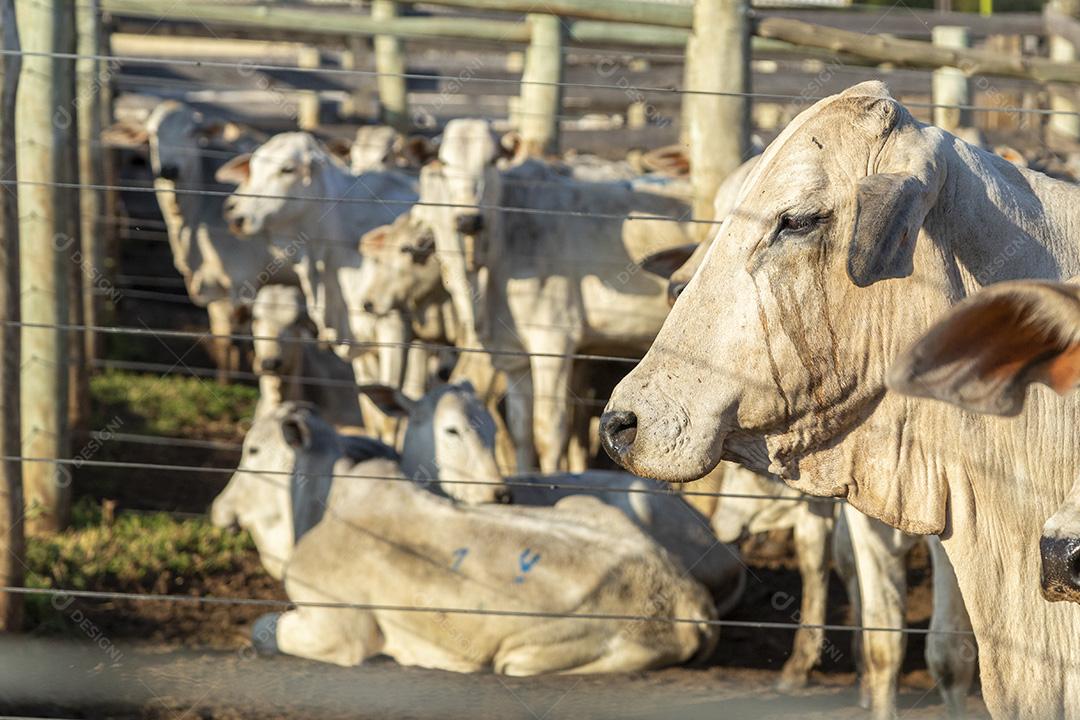 Gado em confinamento, bois, vacas, dia ensolarado Imagem JPG