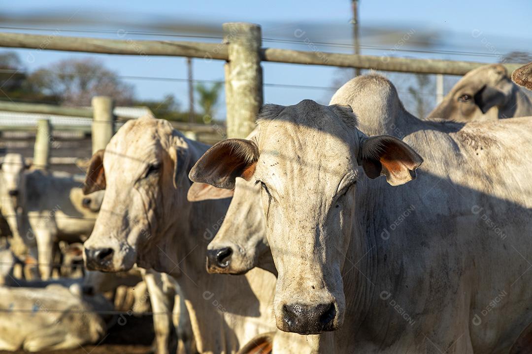 Gado em confinamento, bois, vacas, dia ensolarado Imagem JPG