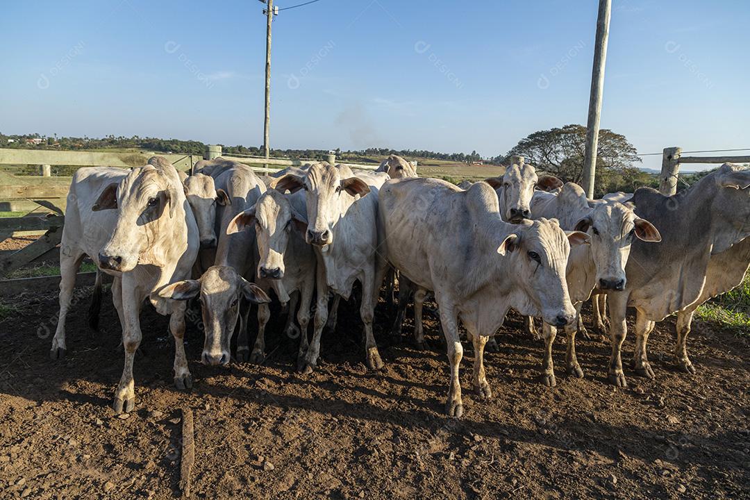 Gado em confinamento, bois, vacas, dia ensolarado Imagem JPG