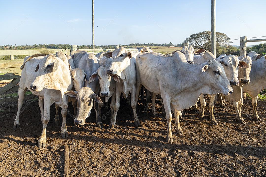 Gado em confinamento, bois, vacas, dia ensolarado Imagem JPG