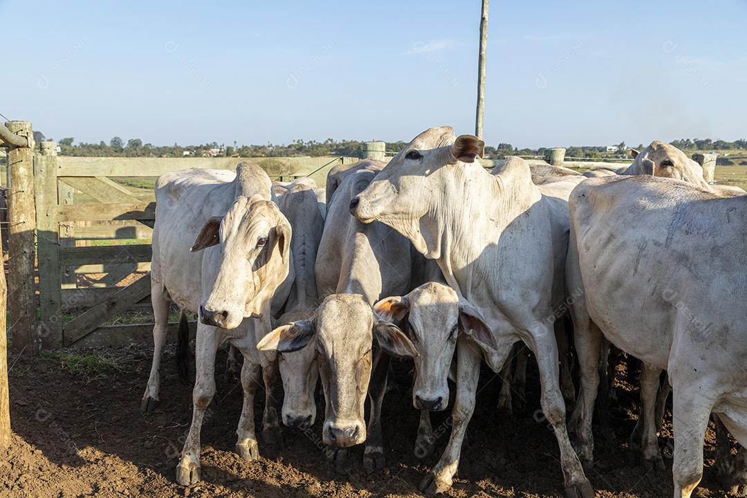 Gado em confinamento, bois, vacas, dia ensolarado Imagem JPG