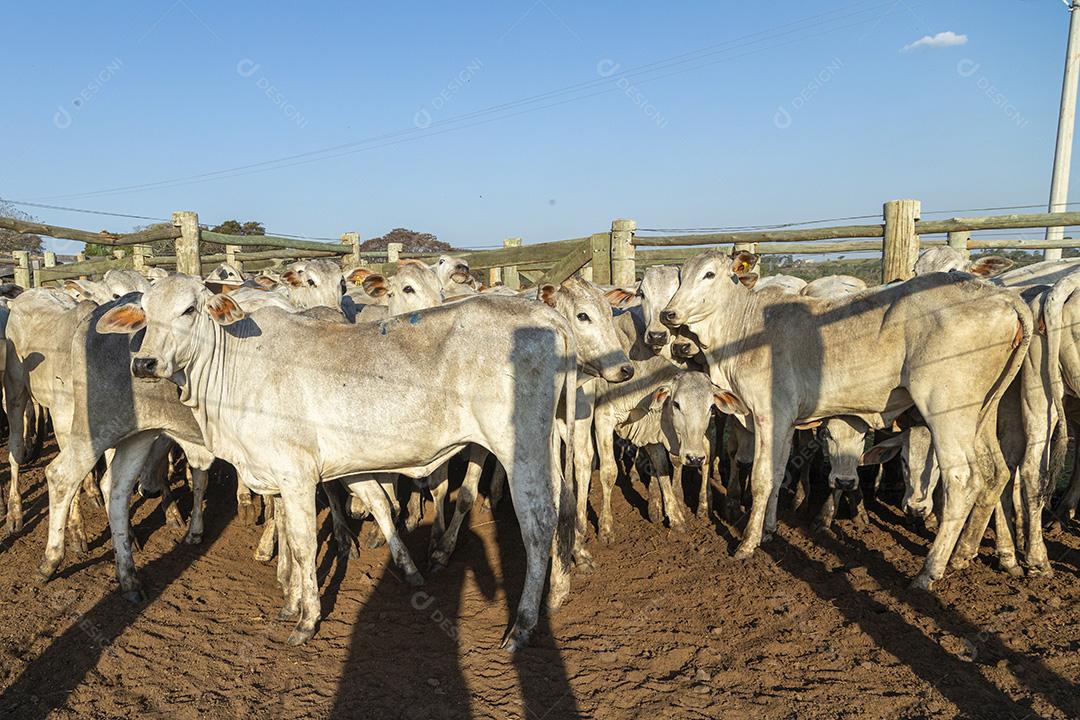 Gado em confinamento, bois, vacas, dia ensolarado Imagem JPG