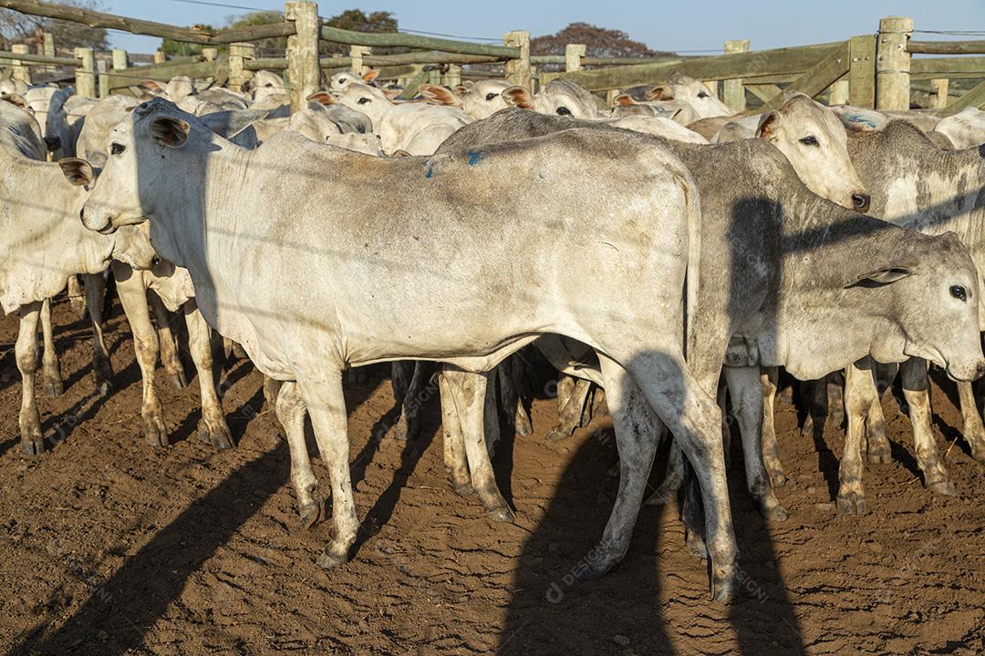 Gado em confinamento, bois, vacas, dia ensolarado Imagem JPG