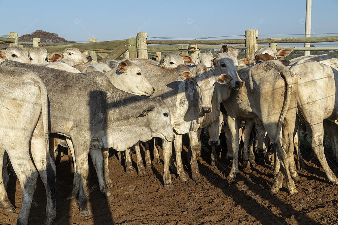 Gado em confinamento, bois, vacas, dia ensolarado Imagem JPG
