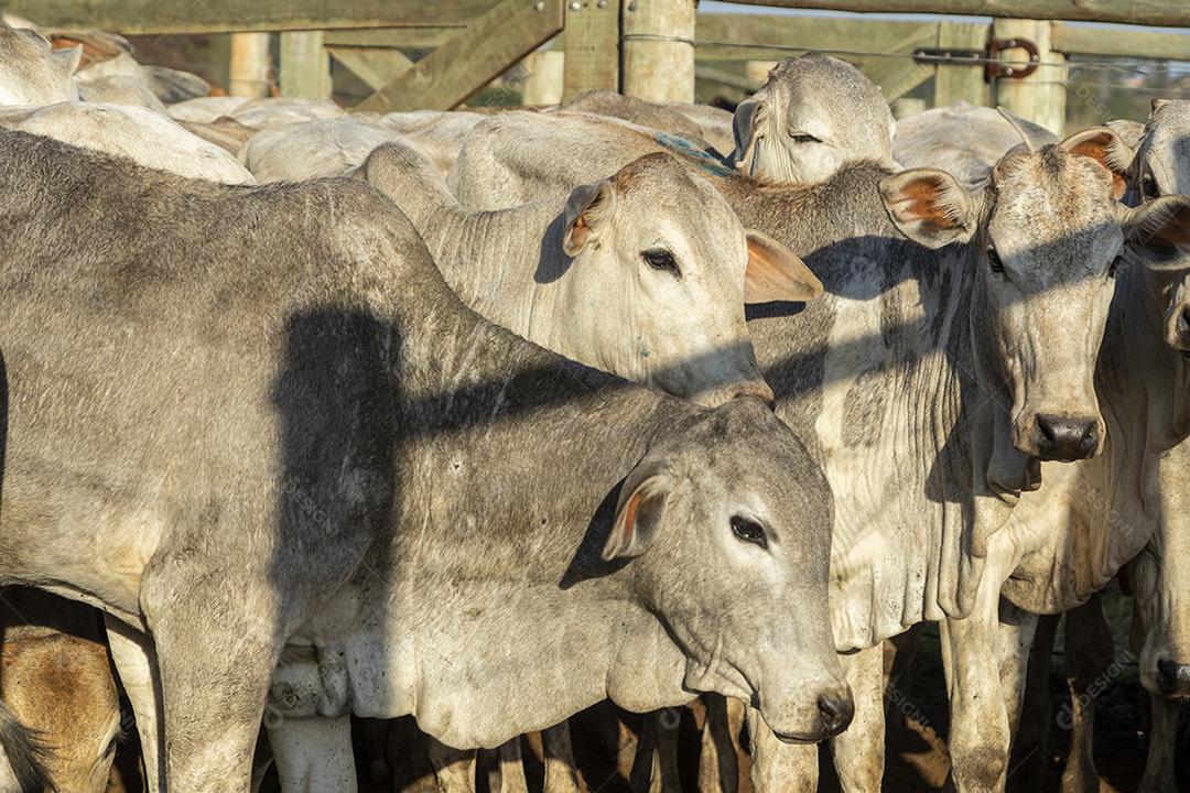 Gado em confinamento, bois, vacas, dia ensolarado Imagem JPG
