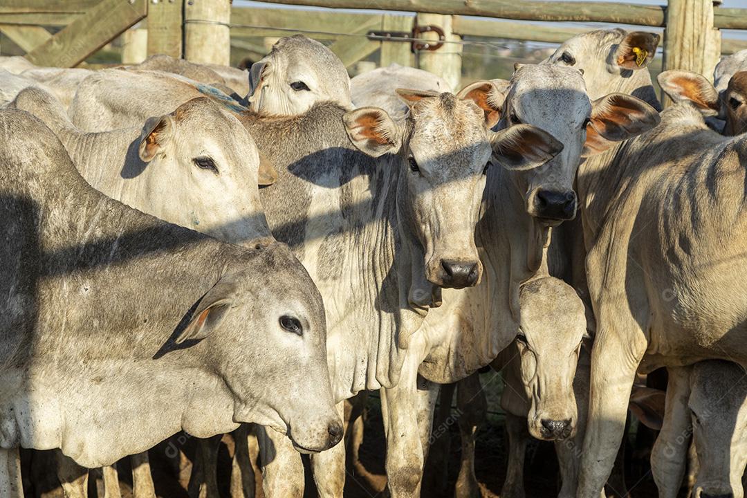Gado em confinamento, bois, vacas, dia ensolarado Imagem JPG