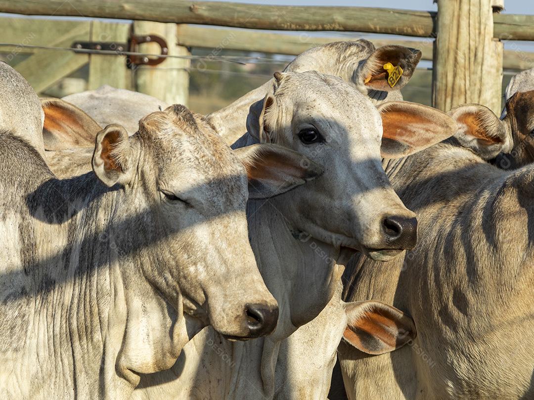 Gado em confinamento, bois, vacas, dia ensolarado Imagem JPG