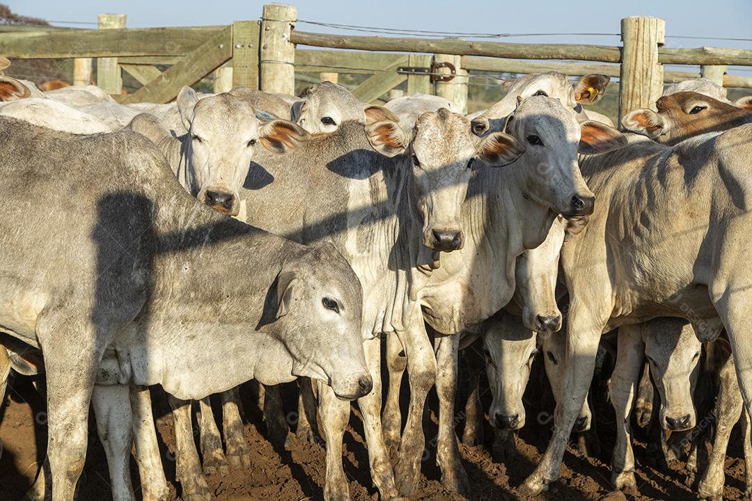 Gado em confinamento, bois, vacas, dia ensolarado Imagem JPG