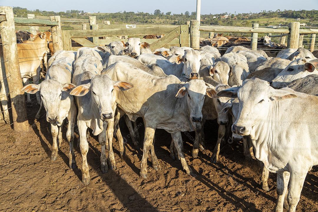 Gado em confinamento, bois, vacas, dia ensolarado Imagem JPG