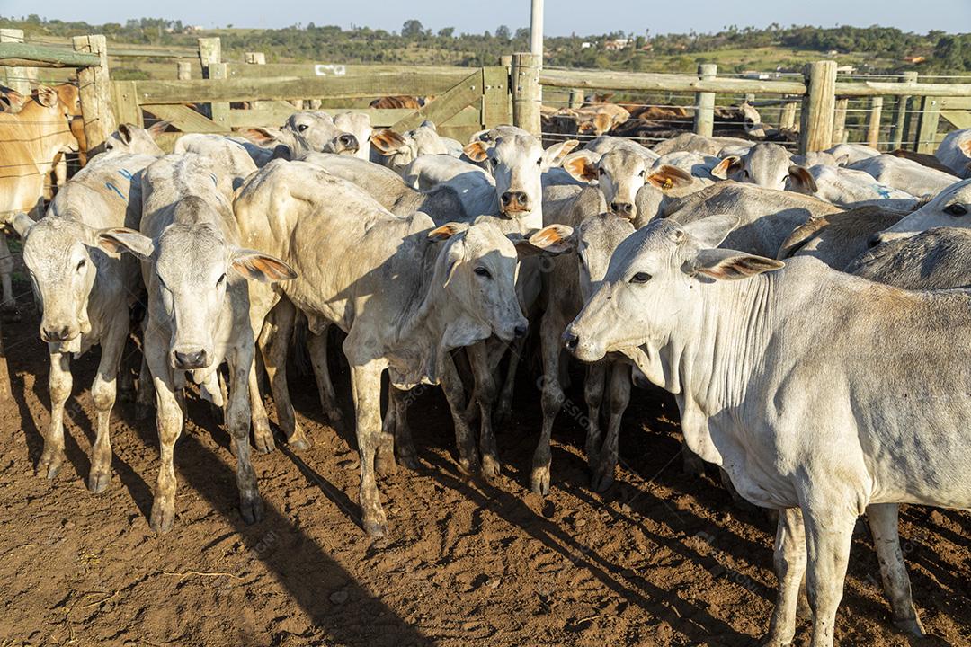 Gado em confinamento, bois, vacas, dia ensolarado Imagem JPG