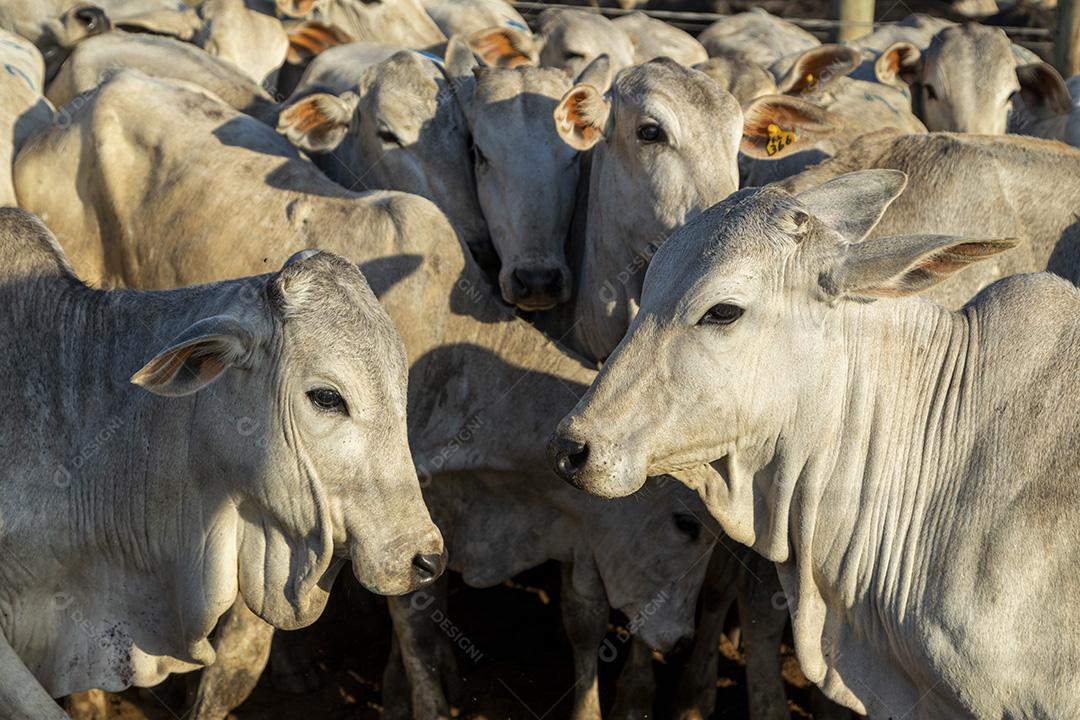 Gado em confinamento, bois, vacas, dia ensolarado Imagem JPG
