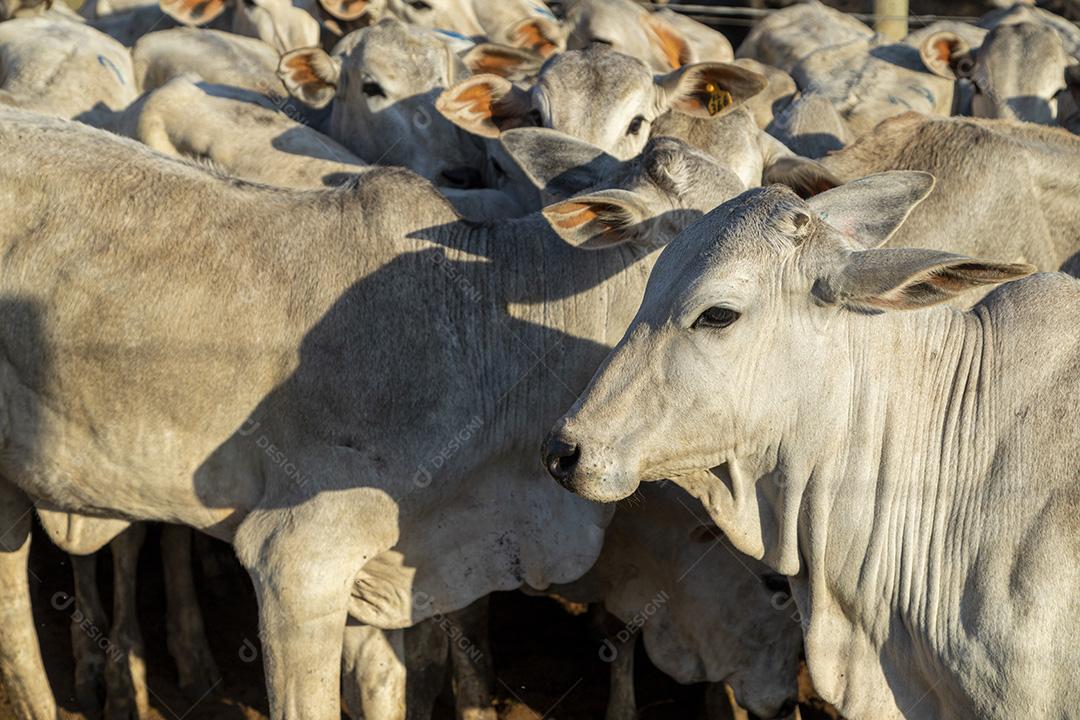 Gado em confinamento, bois, vacas, dia ensolarado Imagem JPG