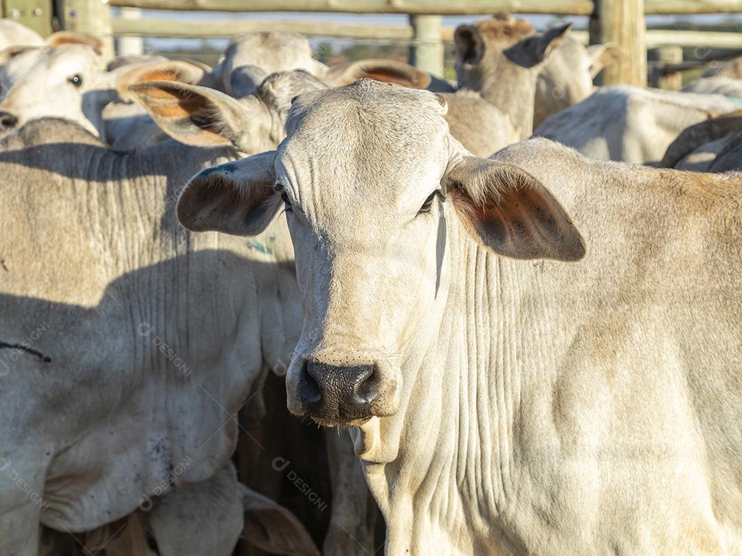 Gado em confinamento, bois, vacas, dia ensolarado Imagem JPG