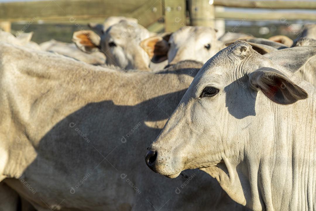 Gado em confinamento, bois, vacas, dia ensolarado Imagem JPG