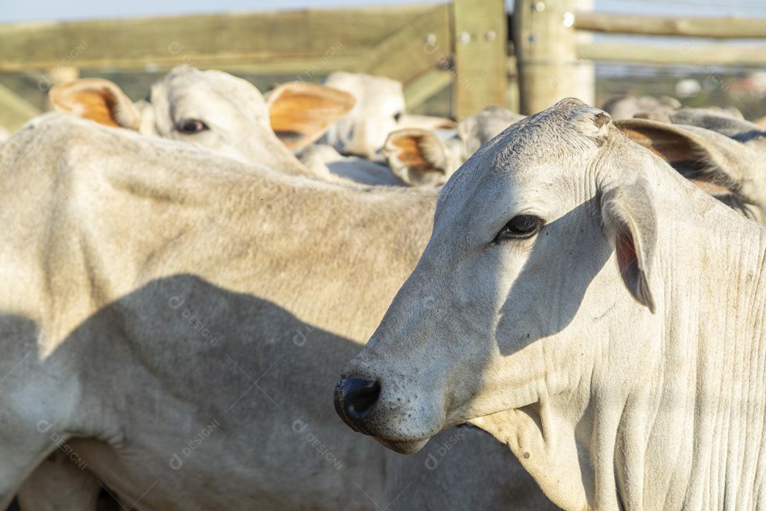Gado em confinamento, bois, vacas, dia ensolarado Imagem JPG