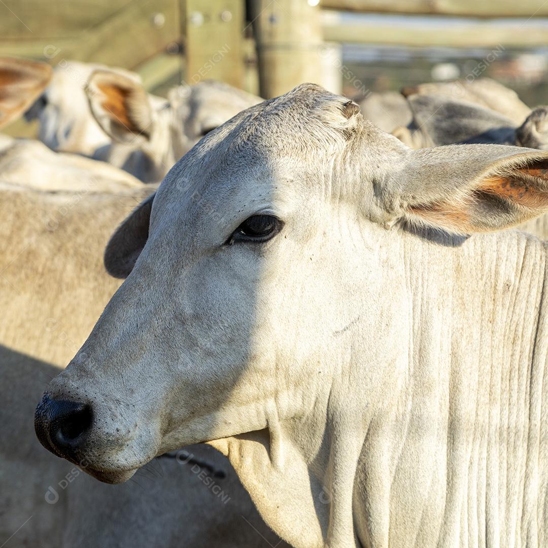 Gado em confinamento, bois, vacas, dia ensolarado Imagem JPG