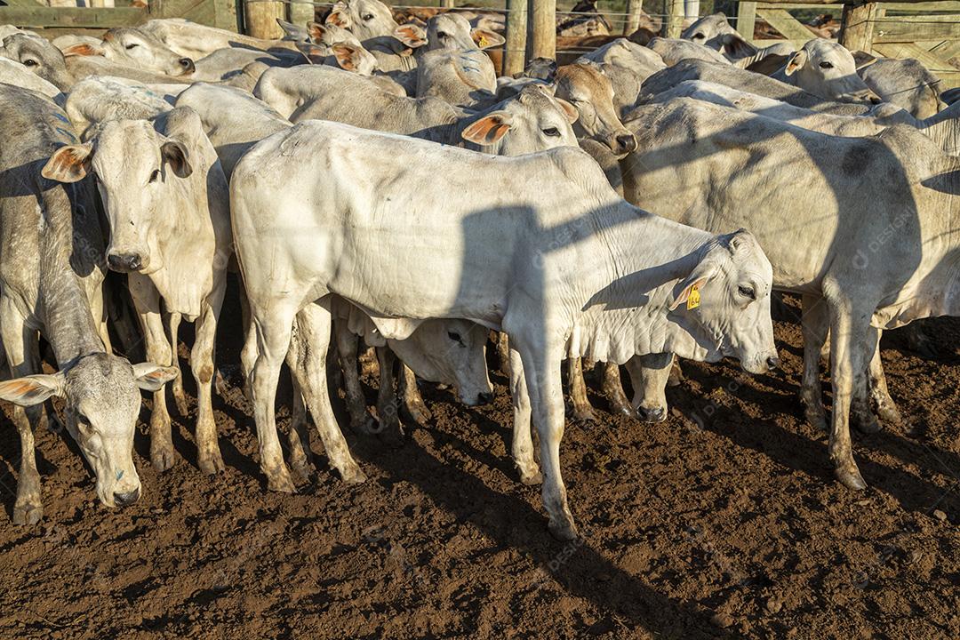 Gado em confinamento, bois, vacas, dia ensolarado Imagem JPG