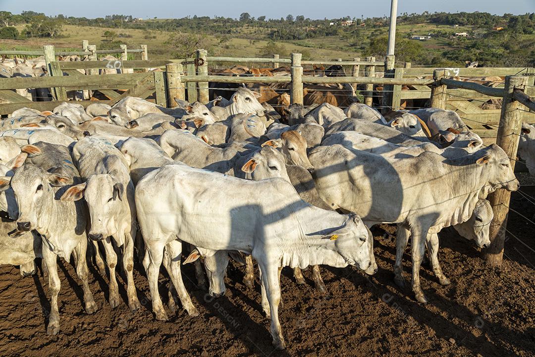 Gado em confinamento, bois, vacas, dia ensolarado Imagem JPG