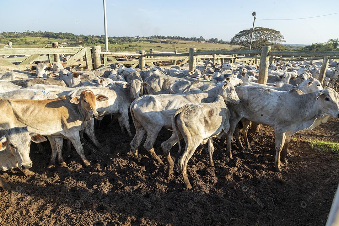 Gado em confinamento, bois, vacas, dia ensolarado Imagem JPG