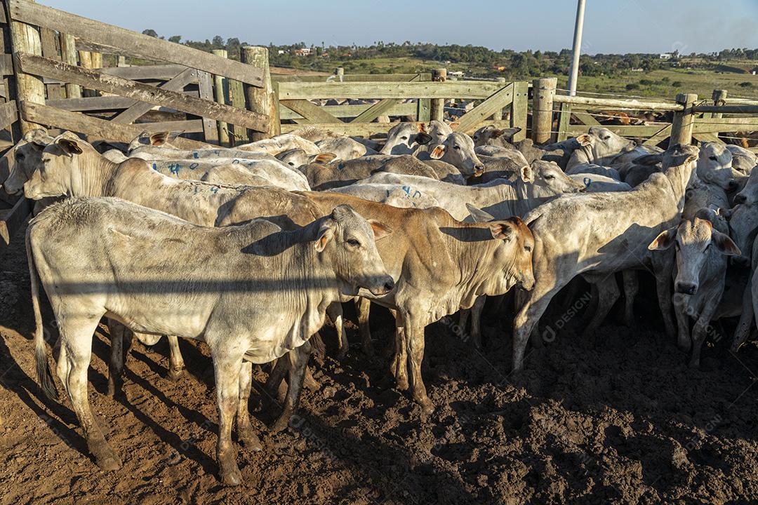 Gado em confinamento, bois, vacas, dia ensolarado Imagem JPG