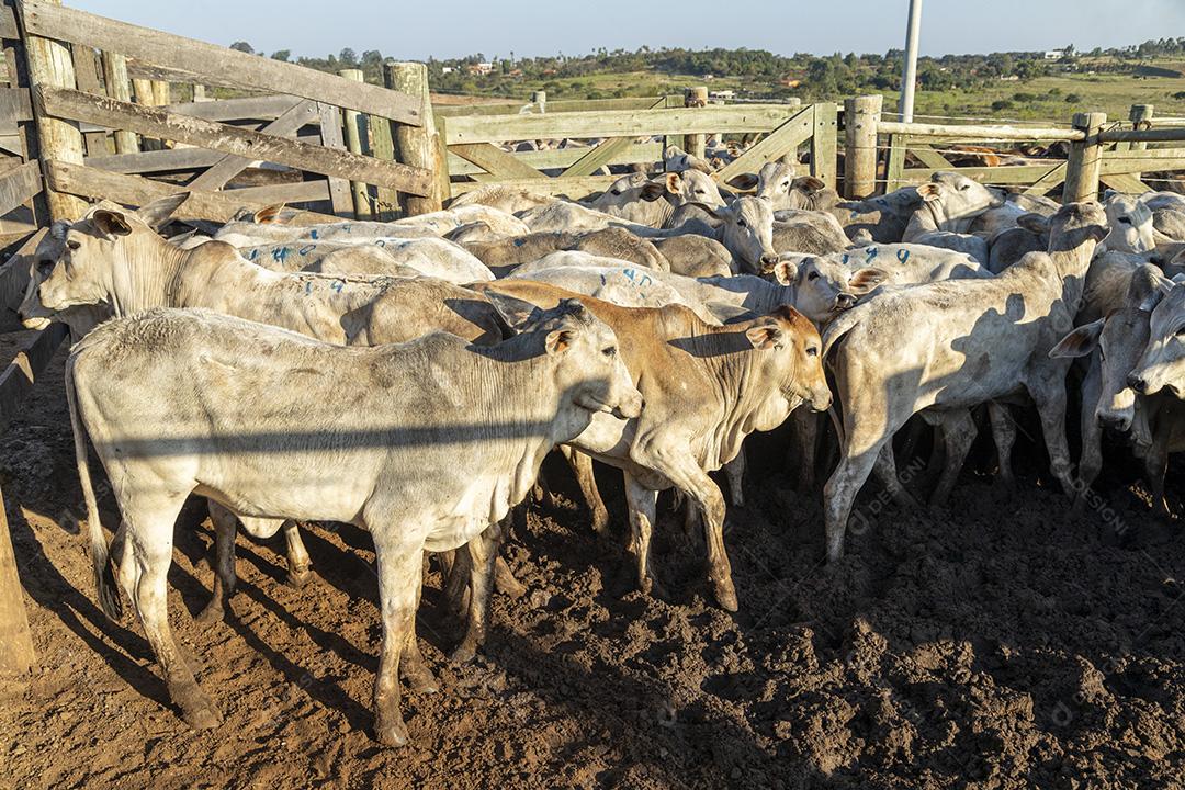 Gado em confinamento, bois, vacas, dia ensolarado Imagem JPG