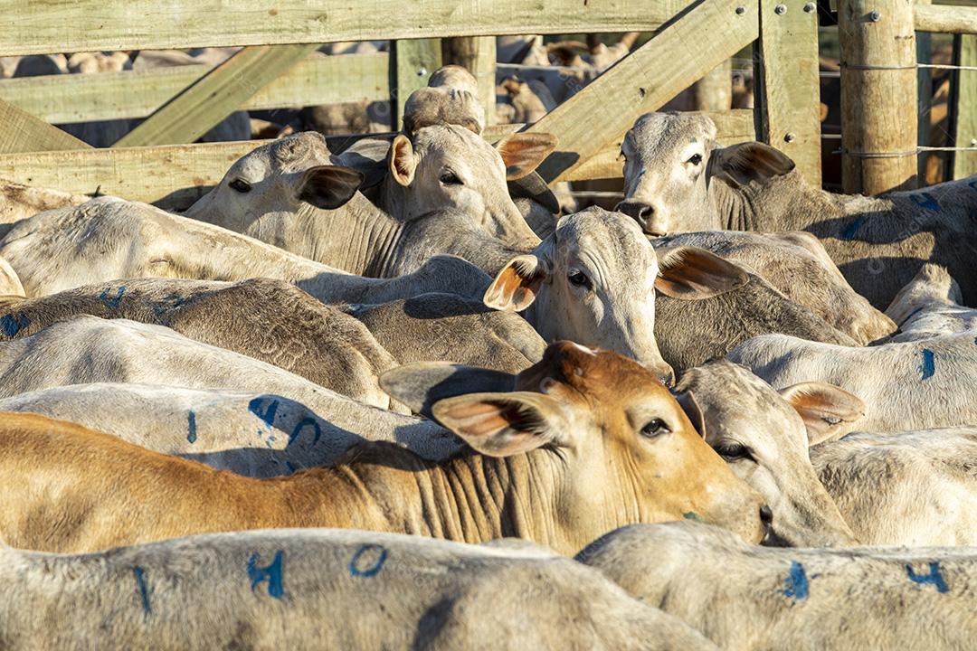 Gado em confinamento, bois, vacas, dia ensolarado Imagem JPG