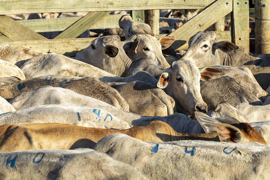 Gado em confinamento, bois, vacas, dia ensolarado Imagem JPG