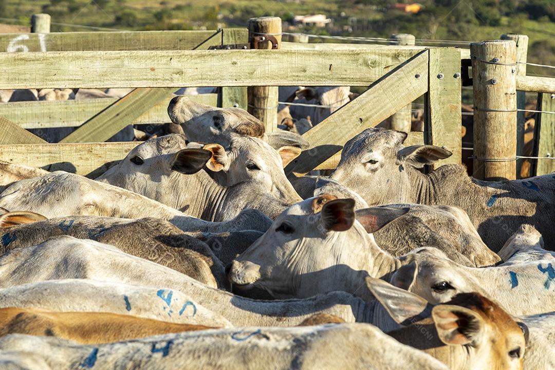 Gado em confinamento, bois, vacas, dia ensolarado Imagem JPG
