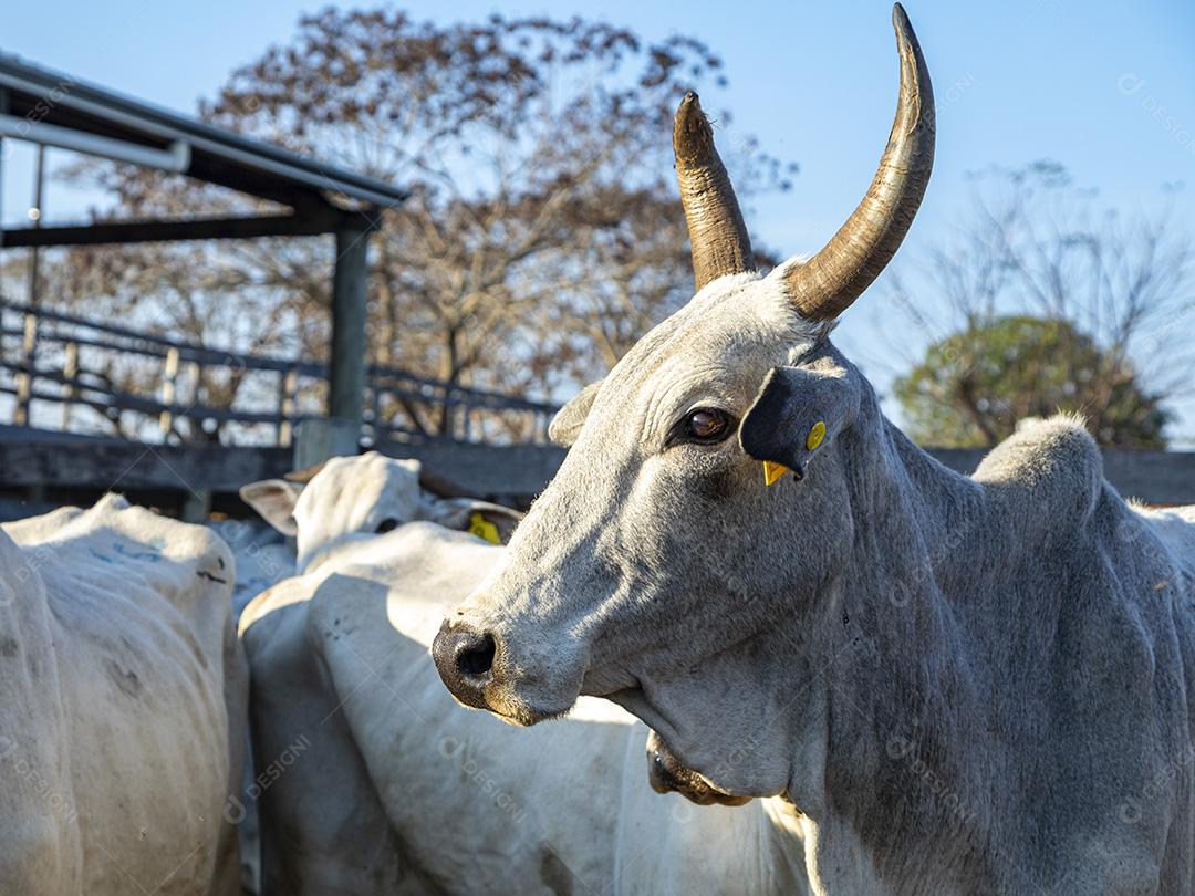 Gado em confinamento, bois, vacas, dia ensolarado Imagem JPG
