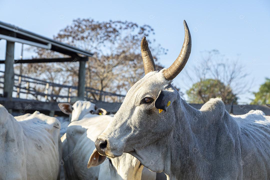 Gado em confinamento, bois, vacas, dia ensolarado Imagem JPG