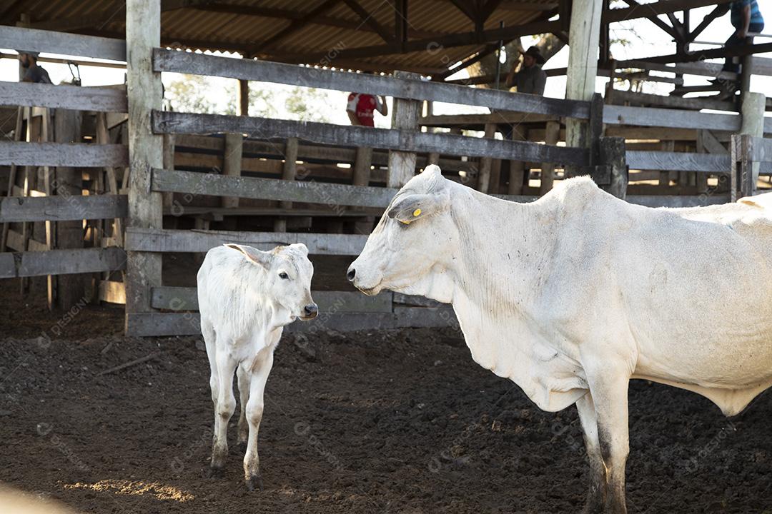 Gado em confinamento, bois, vacas, dia ensolarado Imagem JPG