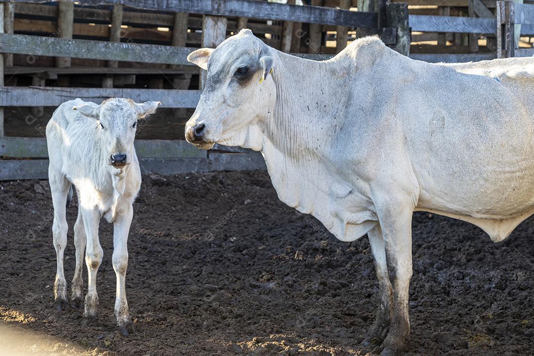 Gado em confinamento, bois, vacas, dia ensolarado Imagem JPG