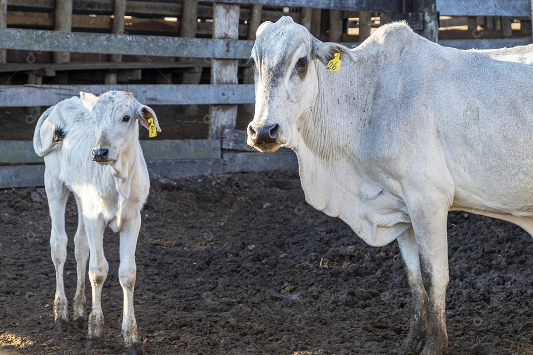 Gado em confinamento, bois, vacas, dia ensolarado Imagem JPG