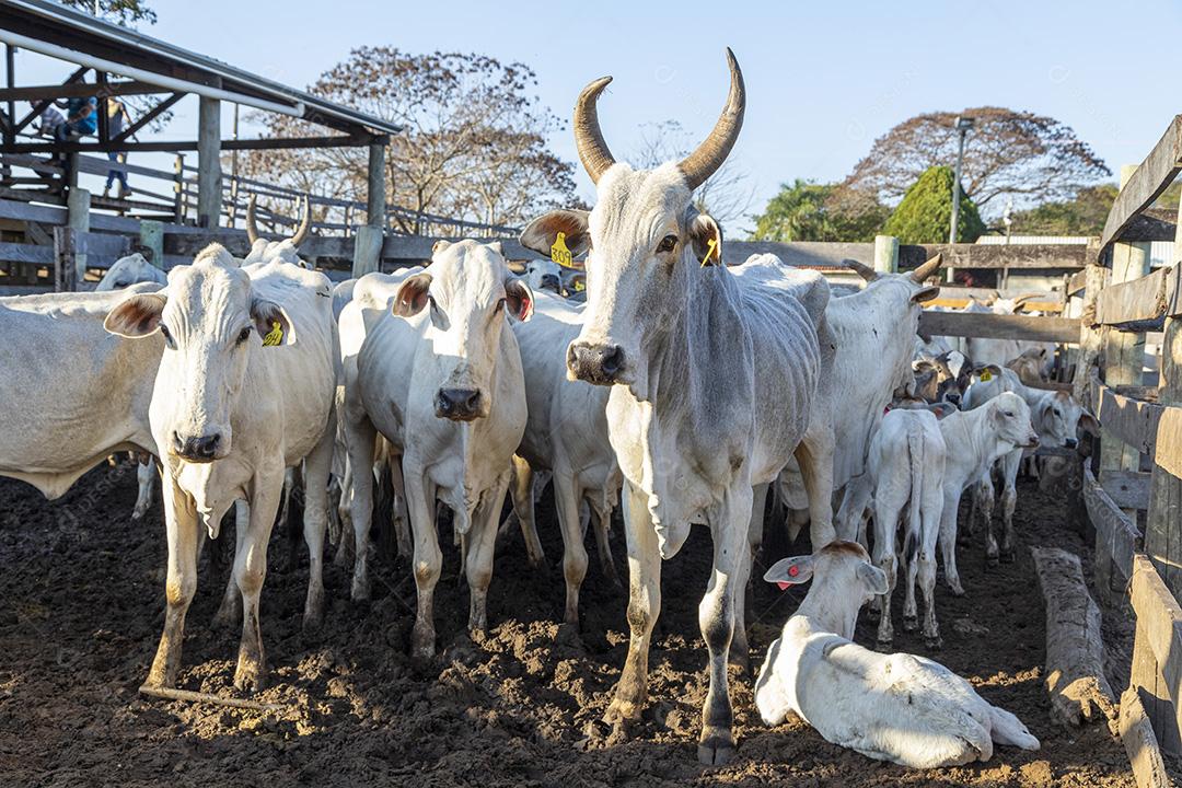 Gado em confinamento, bois, vacas, dia ensolarado Imagem JPG