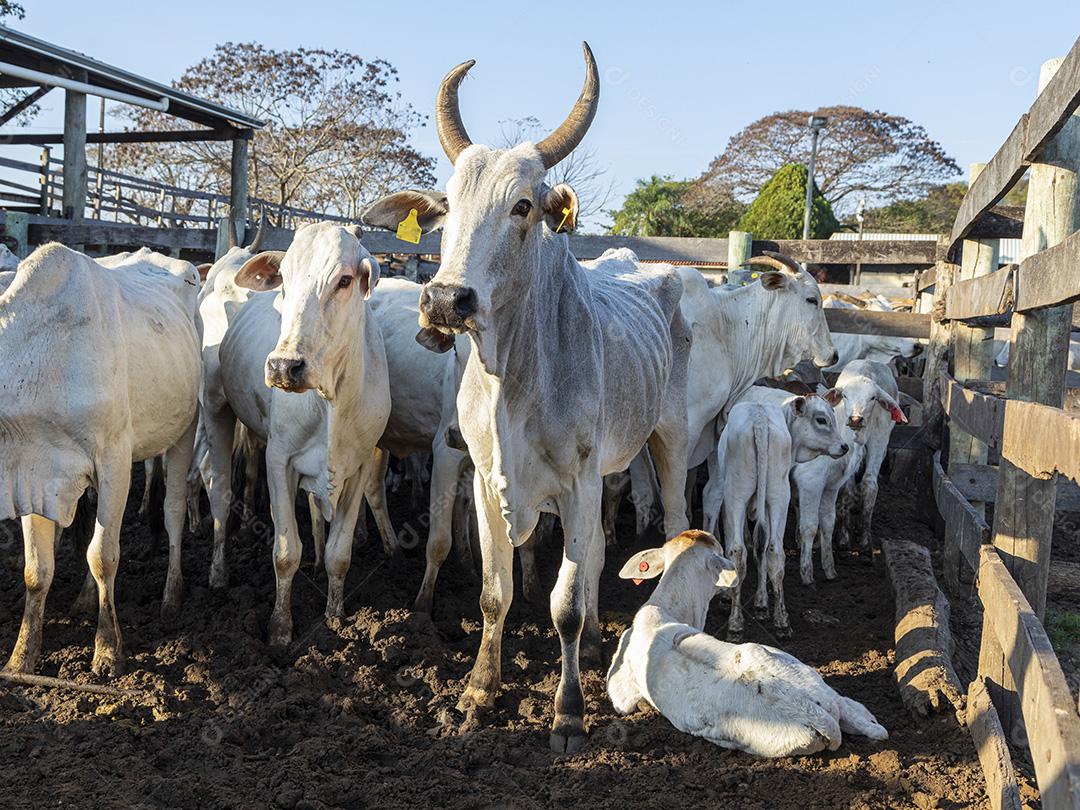 Gado em confinamento, bois, vacas, dia ensolarado Imagem JPG