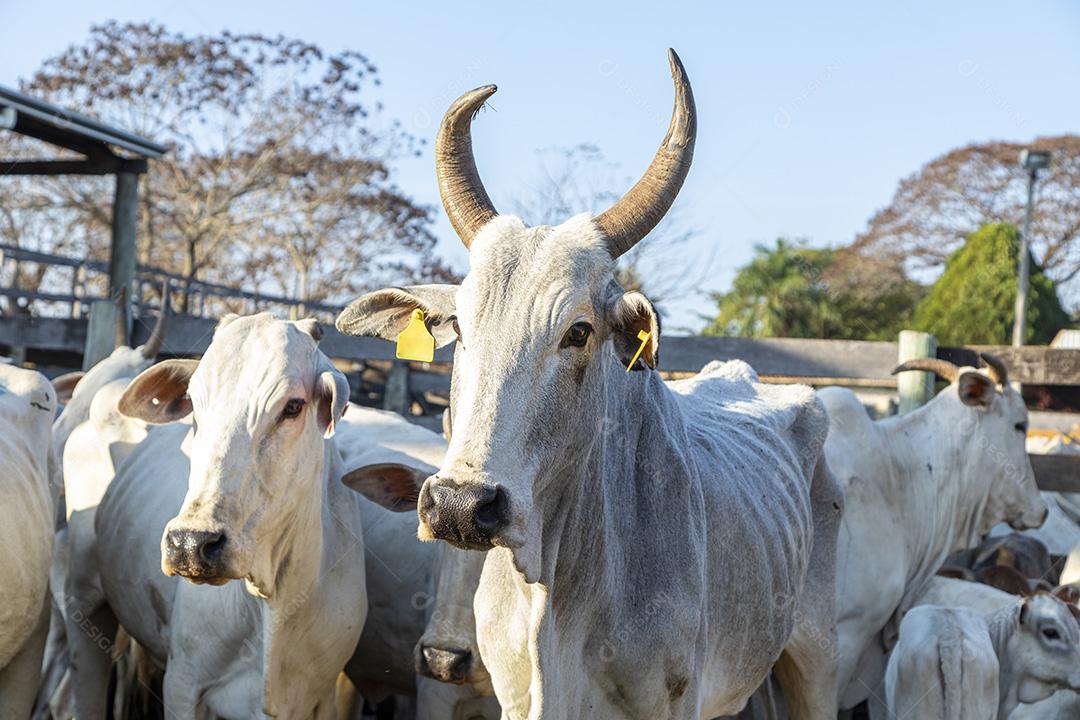 Gado em confinamento, bois, vacas, dia ensolarado Imagem JPG