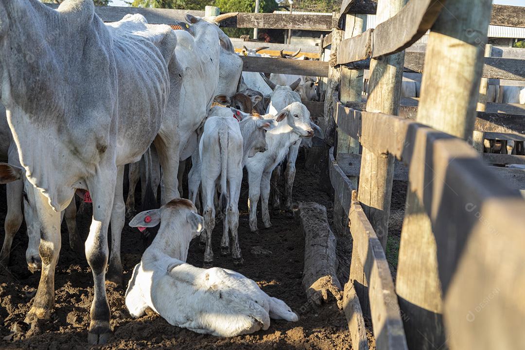 Gado em confinamento, bois, vacas, dia ensolarado Imagem JPG