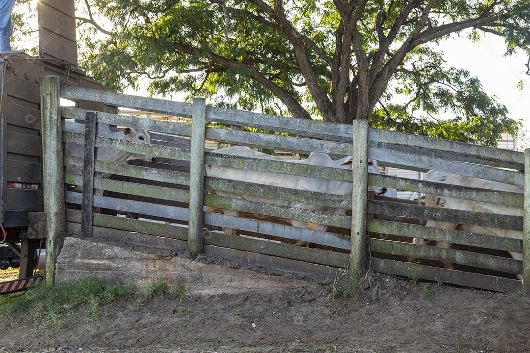 Bois saindo do caminhão direto para o estábulo Imagem JPG